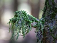 Aststummel mit Moosfahne